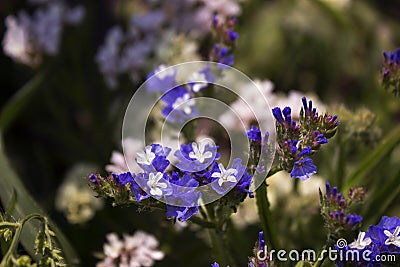 Limonium Plumbaginaceae - small white and blue summer flowers grow in the garden. Background Stock Photo