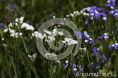 Limonium Plumbaginaceae - small white and blue summer flowers grow in the garden. Background Stock Photo