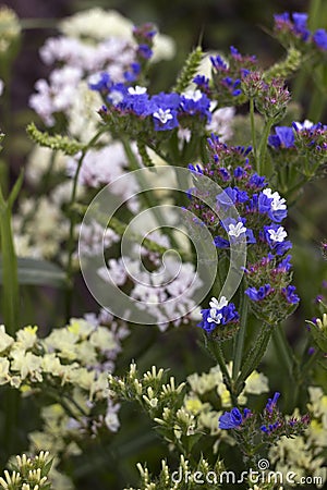 Limonium Plumbaginaceae - small white and blue summer flowers grow in the garden. Background Stock Photo