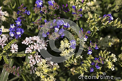 Limonium Plumbaginaceae - small white and blue summer flowers grow in the garden. Background, top view Stock Photo