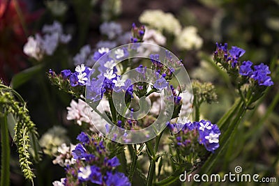 Limonium Plumbaginaceae - small white and blue summer flowers grow in the garden, pink dahlia in the background Stock Photo