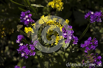 Limonium Plumbaginaceae - small yellow and lilac flowers limonium grow and bloom in summer in the garden. Background Stock Photo