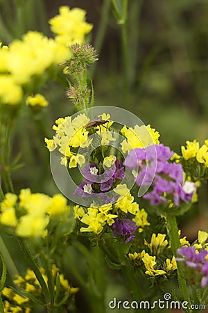 Limonium Plumbaginaceae - small yellow and lilac flowers limonium grow and bloom in summer in the garden, stink insect on a Stock Photo