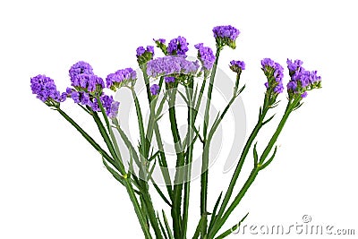 Limonium sinuatum Flower Stock Photo