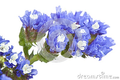 Limonium sinuatum, statice Stock Photo