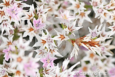 Limonium tataricum Stock Photo