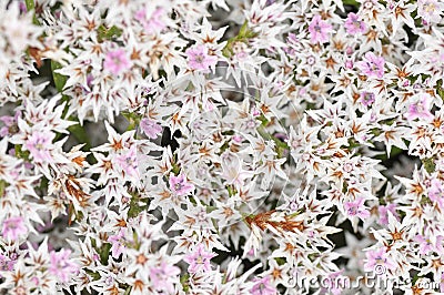 Limonium tataricum Stock Photo