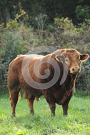 Limousin bull Stock Photo