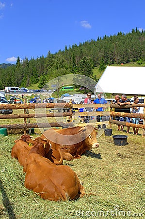 Limousin Bulls at Livestock Fair Editorial Stock Photo