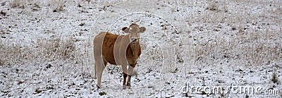 Limousin cattle in winter Quebec Canada Stock Photo