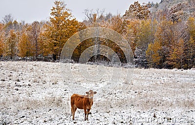 Limousin cattle in winter Quebec Canada Stock Photo