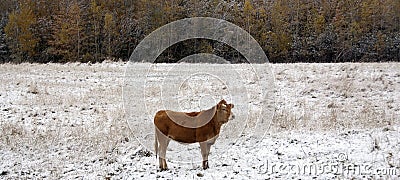 Limousin cattle in winter Quebec Canada Stock Photo