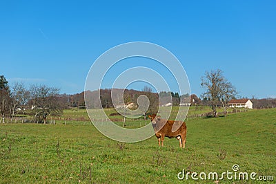 Limousin cow in landscape Stock Photo