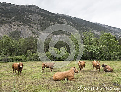 Limousin cows and bull in countryside meadow of haute provence in france Stock Photo