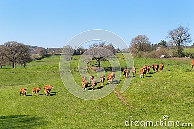 Limousin cows in landscape Stock Photo