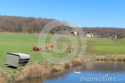 Limousin cows in landscape Stock Photo