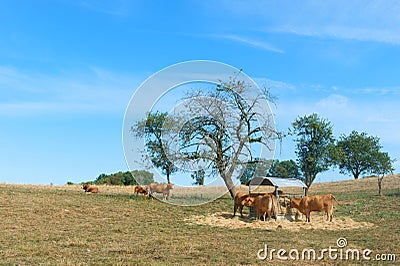 Limousin cows Stock Photo