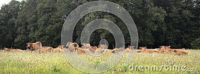 limousin cows lie close together in high grass of summer meadow of countryside near limoges in france Stock Photo