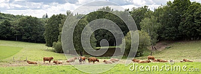 limousin cows lie close together in high grass of summer meadow of countryside near limoges in france Stock Photo