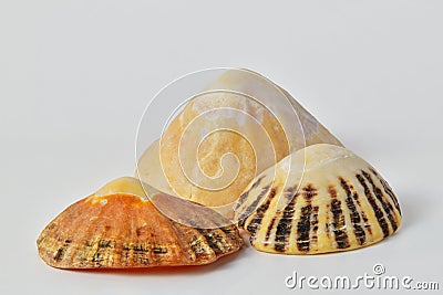 Limpet sea shells on white background Stock Photo