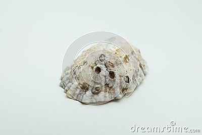 Limpet shell with rough surface and barnacles. Close up Stock Photo