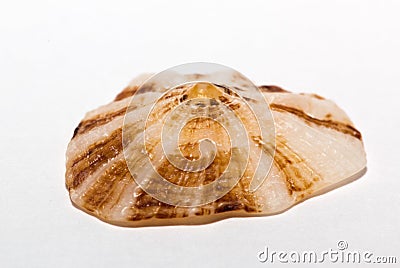 Limpet on white background Stock Photo