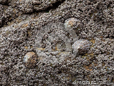 Limpets and barnacles Stock Photo