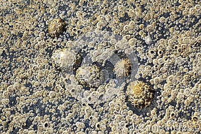 Limpets and barnacles at low tide Stock Photo