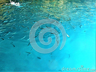 Limpid, transparent and clear water, pure environment and flowing imagination, fishes and fishing Stock Photo