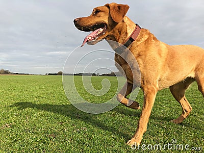 A limping dog with an injured leg Stock Photo