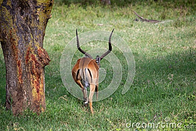 Limping gazelle Stock Photo