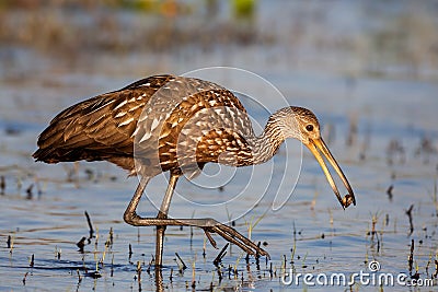 Limpkin catching a mollusc (Aramus guarauna), Florida, United states Stock Photo