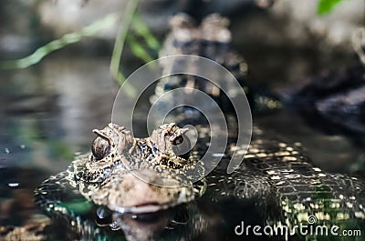 Lincoln Park Zoo - Baby Alligator / Crocodile Stock Photo