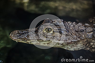 Lincoln Park Zoo - Baby Alligator / Crocodile Stock Photo