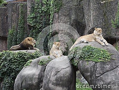 Lincoln Park Zoo Pride Stock Photo