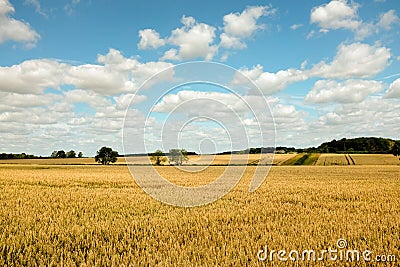 Lincolnshire wheat field Stock Photo