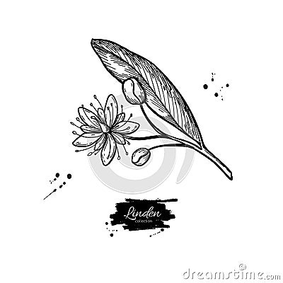 Linden branch drawing. Vector lime tree flower Vector Illustration