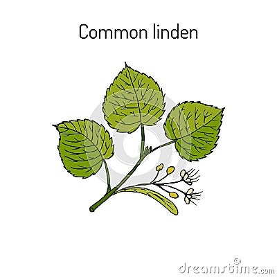 Linden branch with leaves and flowers Cartoon Illustration
