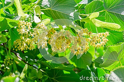 Linden flowers between abundant foliage leaves. Lime tree or tilia tree in blossom. Summer nature background Stock Photo