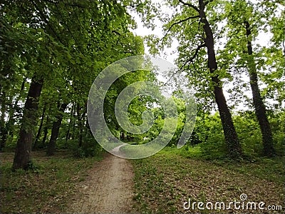 Linden forest. The road in the city park. Spring landscape. Cozy beautiful place. Deciduous trees with trunks laced with vines. Stock Photo