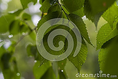 Linden green leaves on which raindrops flow Stock Photo