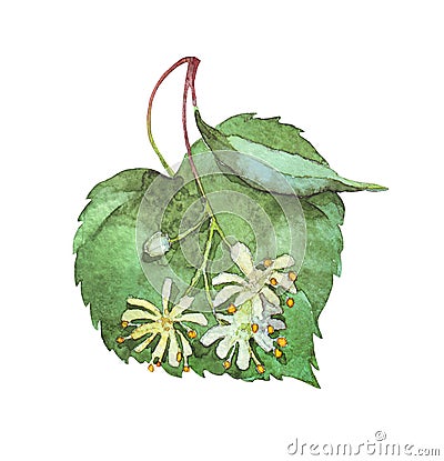 Linden inflorescence on white Cartoon Illustration