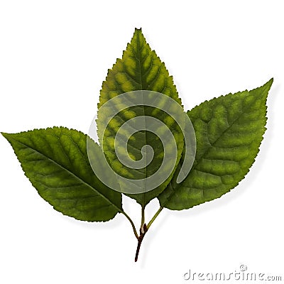 Linden leaves Stock Photo