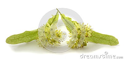 Linden is a medicinal, honey, food and technical plant. Flower isolated on white background Stock Photo