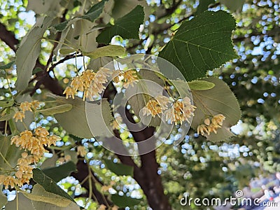 Linden tilia europea trees flowers suitable for tea Stock Photo