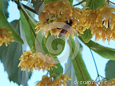 Linden tilia europea trees flowers suitable for tea Stock Photo