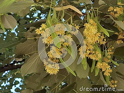 Linden tilia europea trees flowers suitable for tea Stock Photo