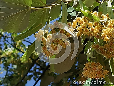 Linden tilia europea trees flowers suitable for tea Stock Photo