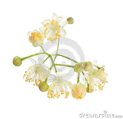 Linden Tilia flowers isolated on white background. Close-up Stock Photo