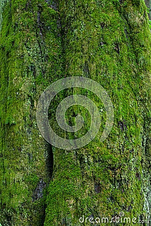 Linden tree bark moss covered Stock Photo